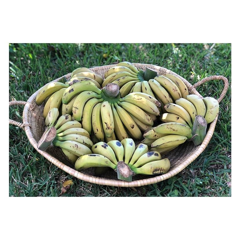 Banane bio - 1 KG