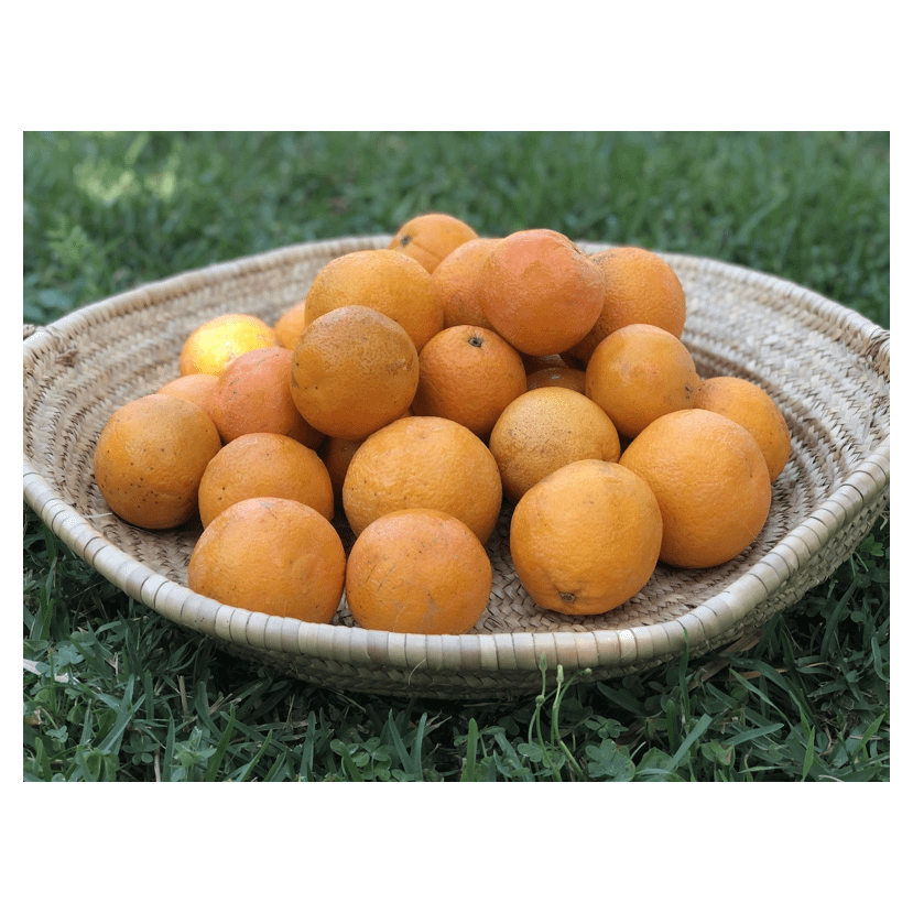 Orange à jus - 1 kg
