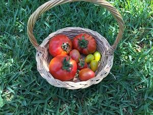 Tomate Bio - 1 KG